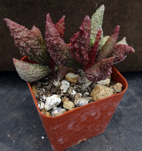 Load image into Gallery viewer, Adromischus marianae ssp. herrei &#39;Red Coral&#39; Bigger Plant
