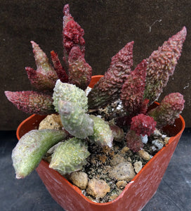 Adromischus marianae ssp. herrei 'Red Coral' Bigger Plant