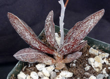 Load image into Gallery viewer, Adromischus marianae var. Clanwilliam Brown form
