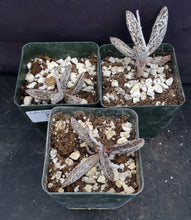 Load image into Gallery viewer, Adromischus marianae var. Clanwilliam Gray form
