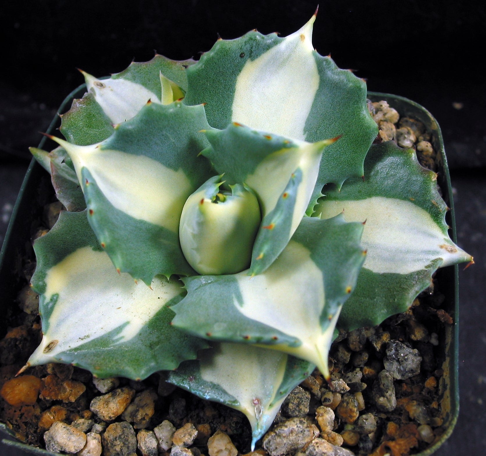 Agave isthmensis 'Ohi Raijin Shiro Nakafu' Variegated – Kyle's Plants
