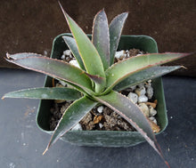 Load image into Gallery viewer, Agave &#39;Blue Glow&#39;
