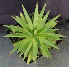 Load image into Gallery viewer, Agave kavandivi
