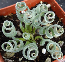 Load image into Gallery viewer, Albuca concordiana *Blue Curly Leaves*
