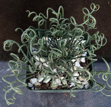 Load image into Gallery viewer, Albuca foetida *Curly-Q leaf tips*
