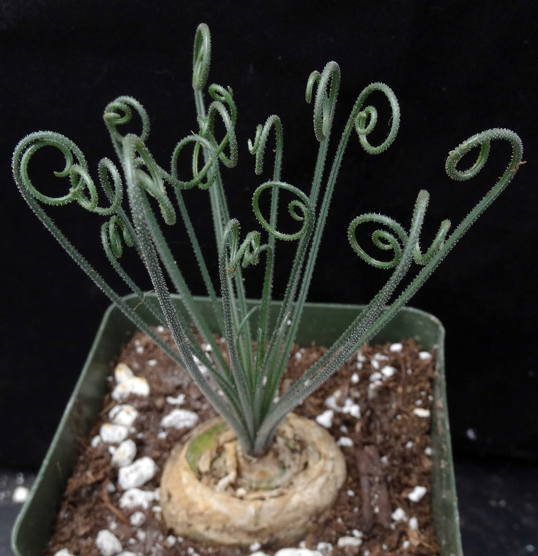 Albuca foetida *Curly-Q leaf tips*