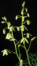 Load image into Gallery viewer, Albuca foetida *Curly-Q leaf tips*
