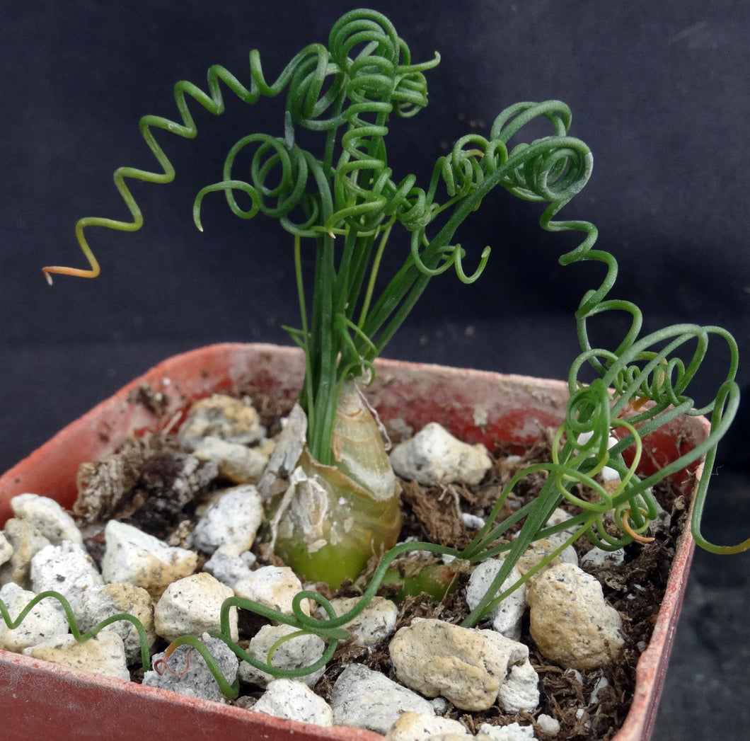 Albuca osmynella *Miniature bulb w/curly-Q leaves*