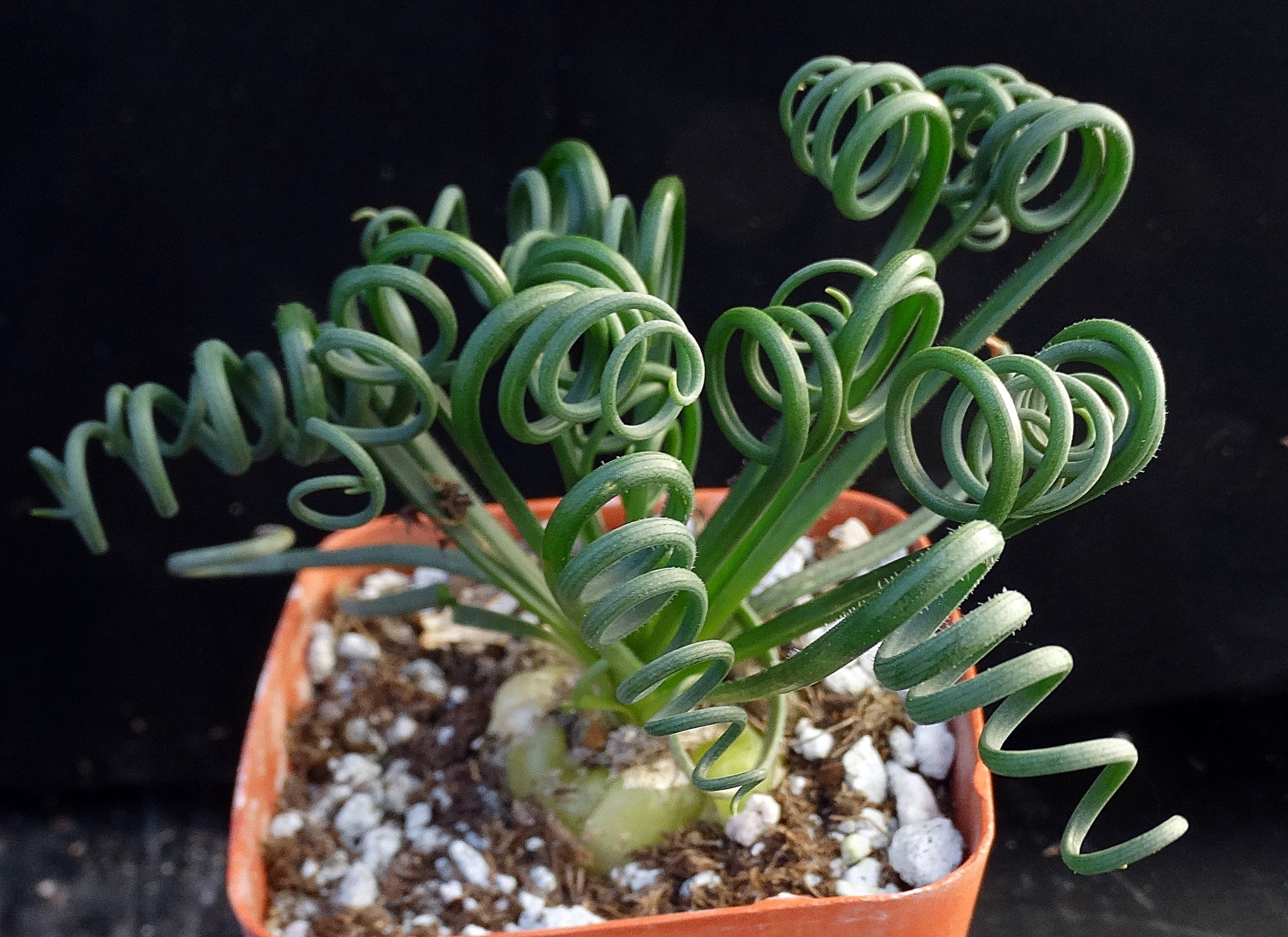 is albuca spiralis a succulent Albuca spiralis *Curly-Q leaves* – Kyle's Plants