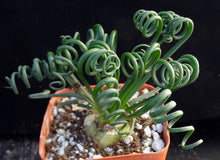 Load image into Gallery viewer, Albuca spiralis *Curly-Q leaves*
