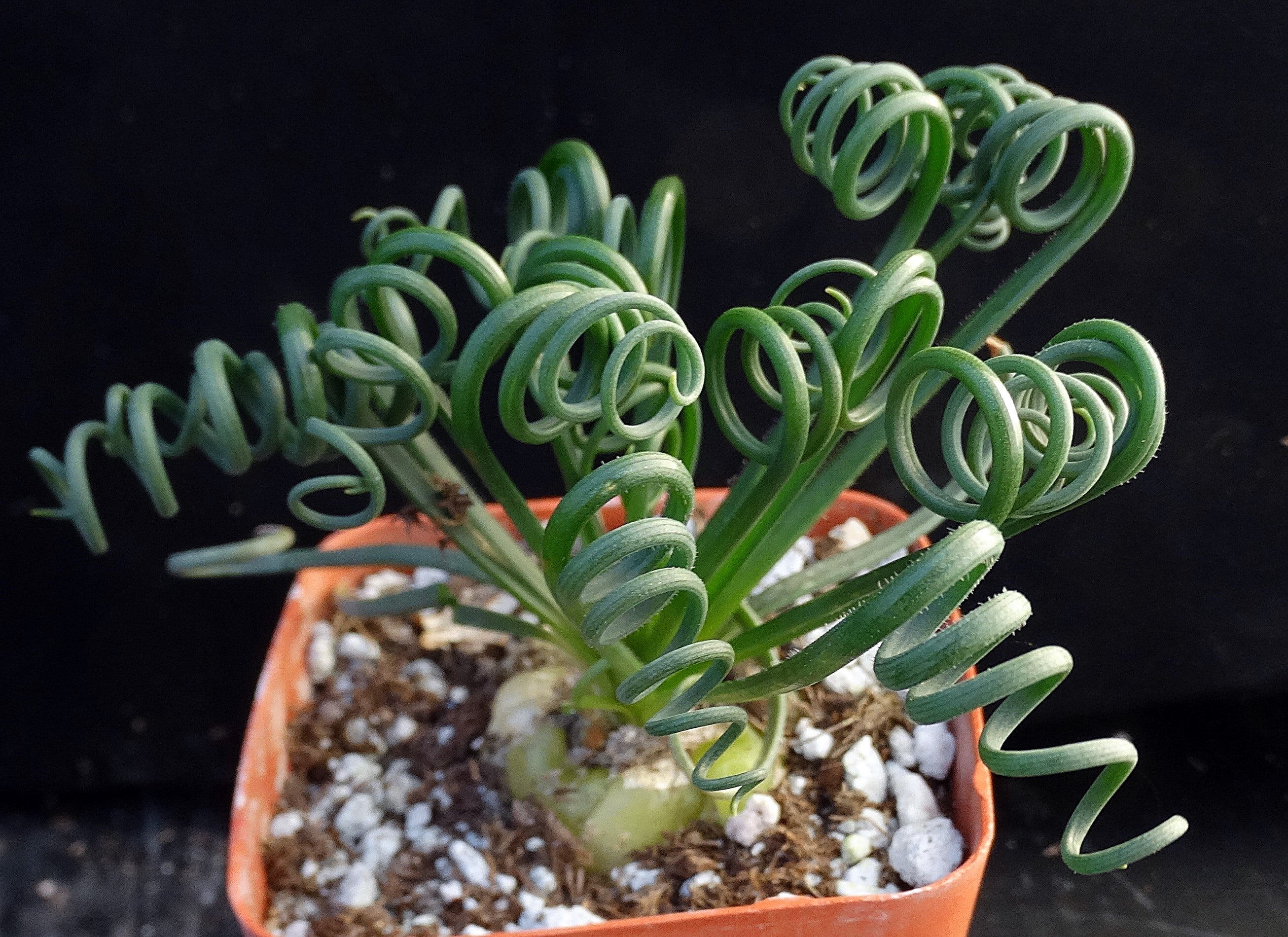 spiral succulent Albuca spiralis *Curly-Q leaves*