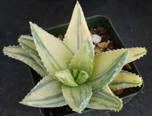 Load image into Gallery viewer, Aloe brevifolia &#39;variegata&#39; Variegated
