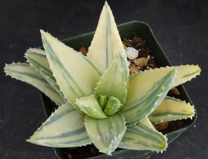 Aloe brevifolia 'variegata' Variegated