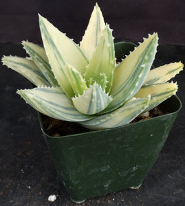 Aloe brevifolia 'variegata' Variegated