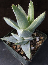 Load image into Gallery viewer, Aloe brevifolia &#39;variegata&#39; Variegated (B)
