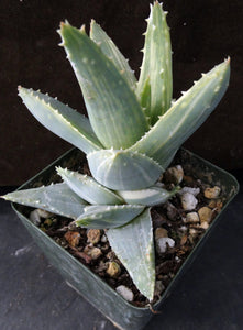 Aloe brevifolia 'variegata' Variegated (B)