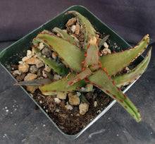 Load image into Gallery viewer, Aloe castilloniae Smooth leaf form

