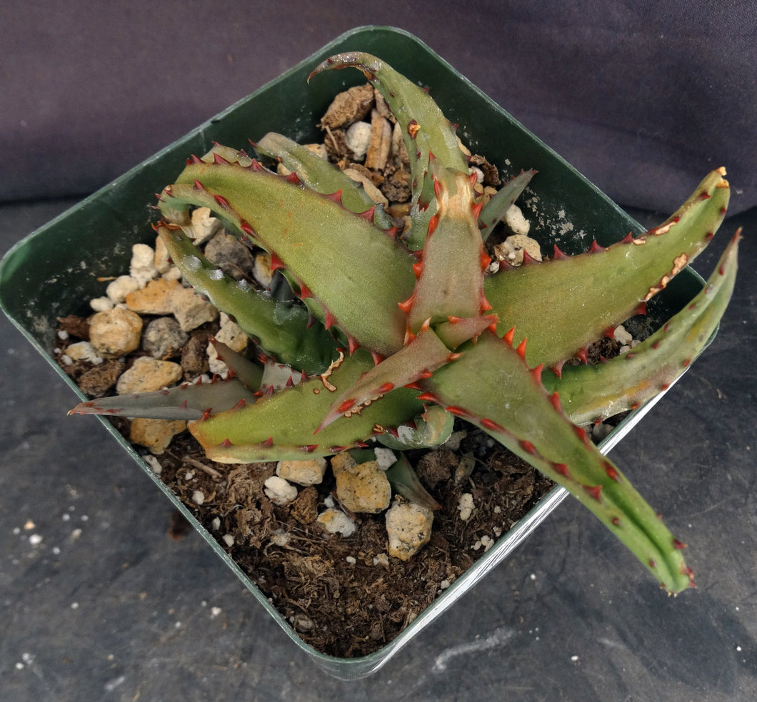 Aloe castilloniae Smooth leaf form