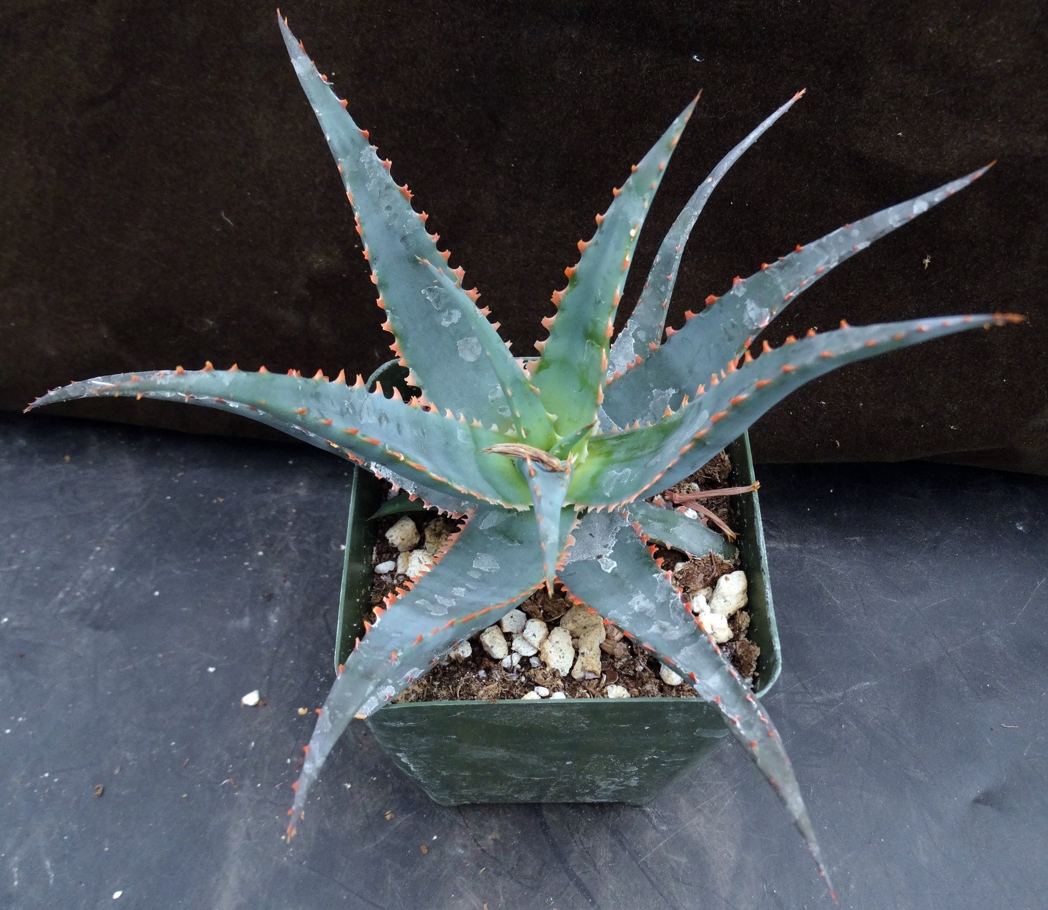 star aloe vera plant care Aloe x 'Blue Star'