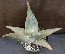 Load image into Gallery viewer, Aloe karasbergensis Big plant!
