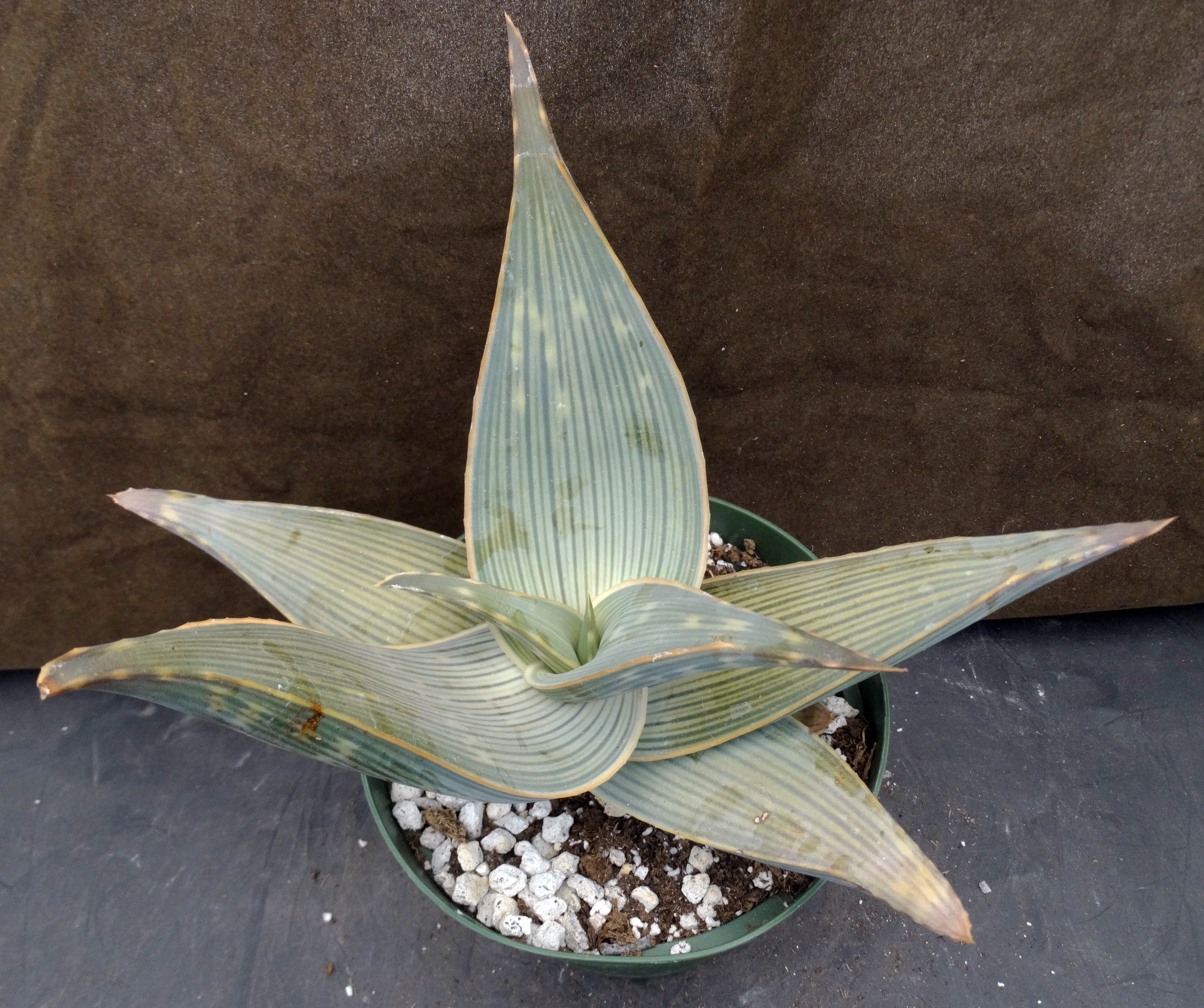 aloe karasbergensis Aloe karasbergensis Big plant!