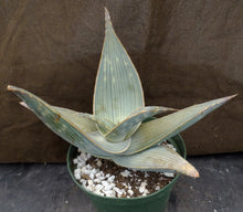 Load image into Gallery viewer, Aloe karasbergensis Big plant!
