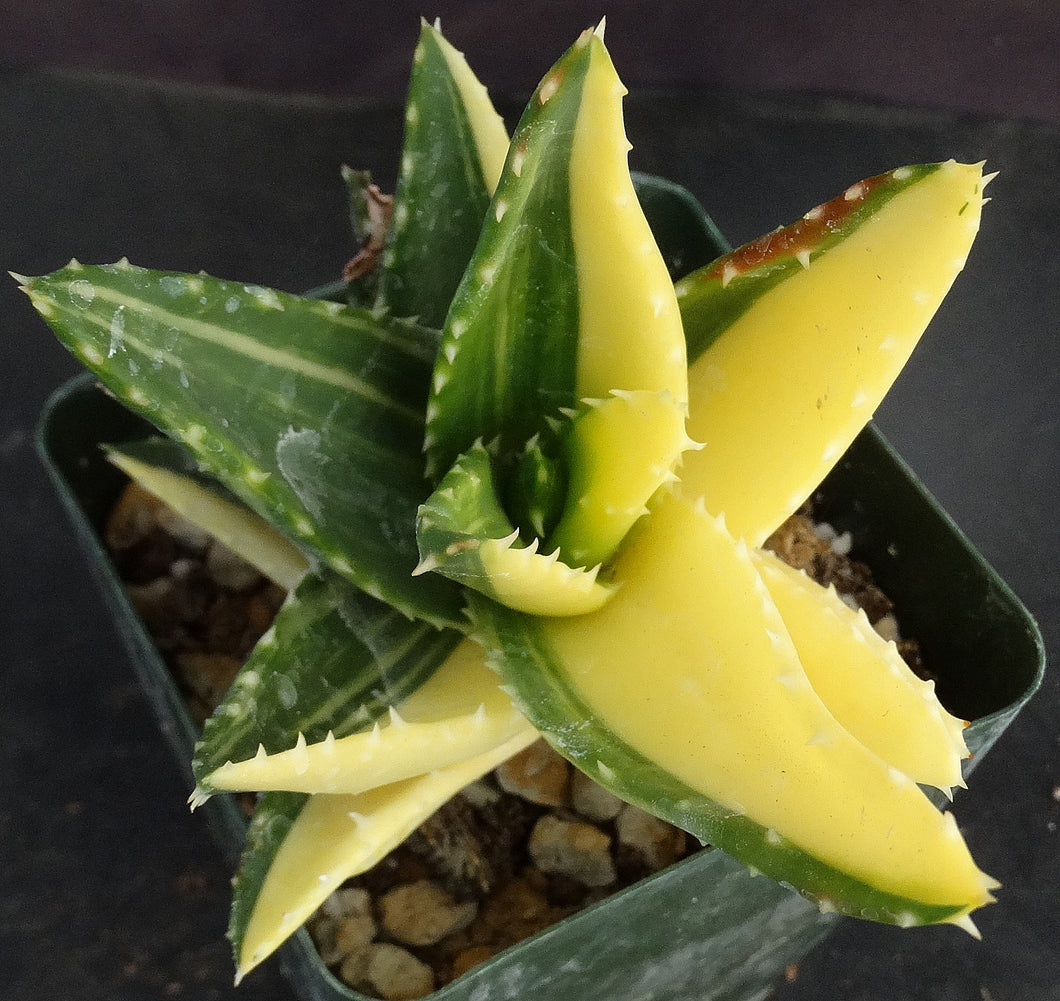 Aloe nobilis 'variegata' Variegated