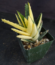 Load image into Gallery viewer, Aloe nobilis &#39;variegata&#39; Variegated
