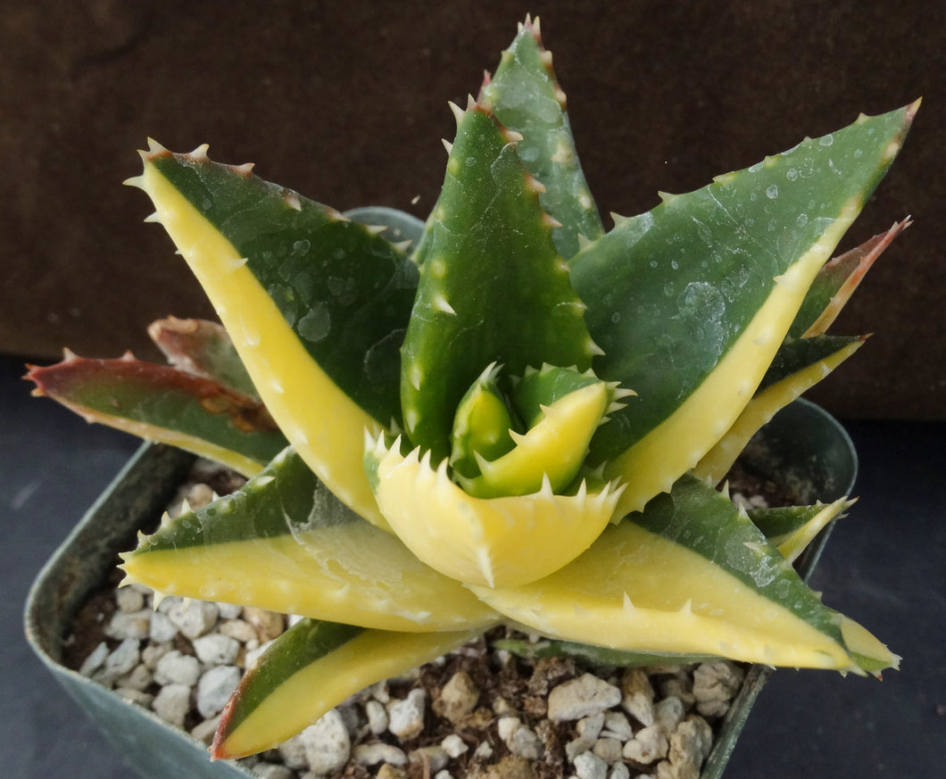 Aloe nobilis 'variegata' Variegated (B)
