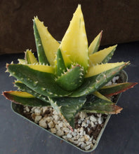 Load image into Gallery viewer, Aloe nobilis &#39;variegata&#39; Variegated (B)
