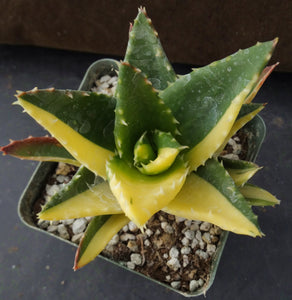 Aloe nobilis 'variegata' Variegated (B)
