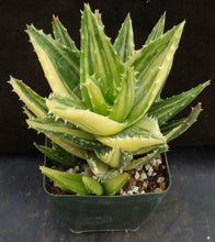 Load image into Gallery viewer, Aloe nobilis &#39;variegata&#39; Variegated (C)
