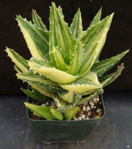 Aloe nobilis 'variegata' Variegated (C)