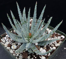 Load image into Gallery viewer, Aloe parvula *Miniature Blue Aloe*
