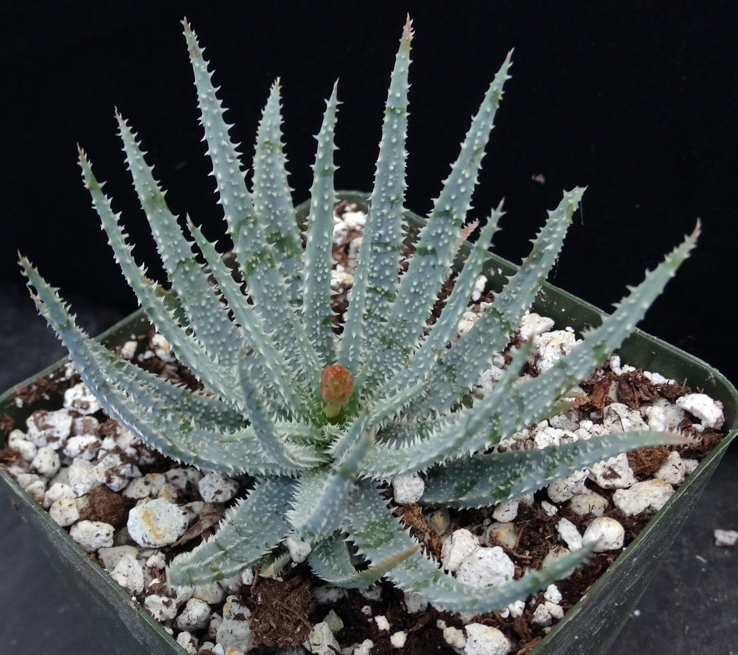 Aloe parvula *Miniature Blue Aloe*