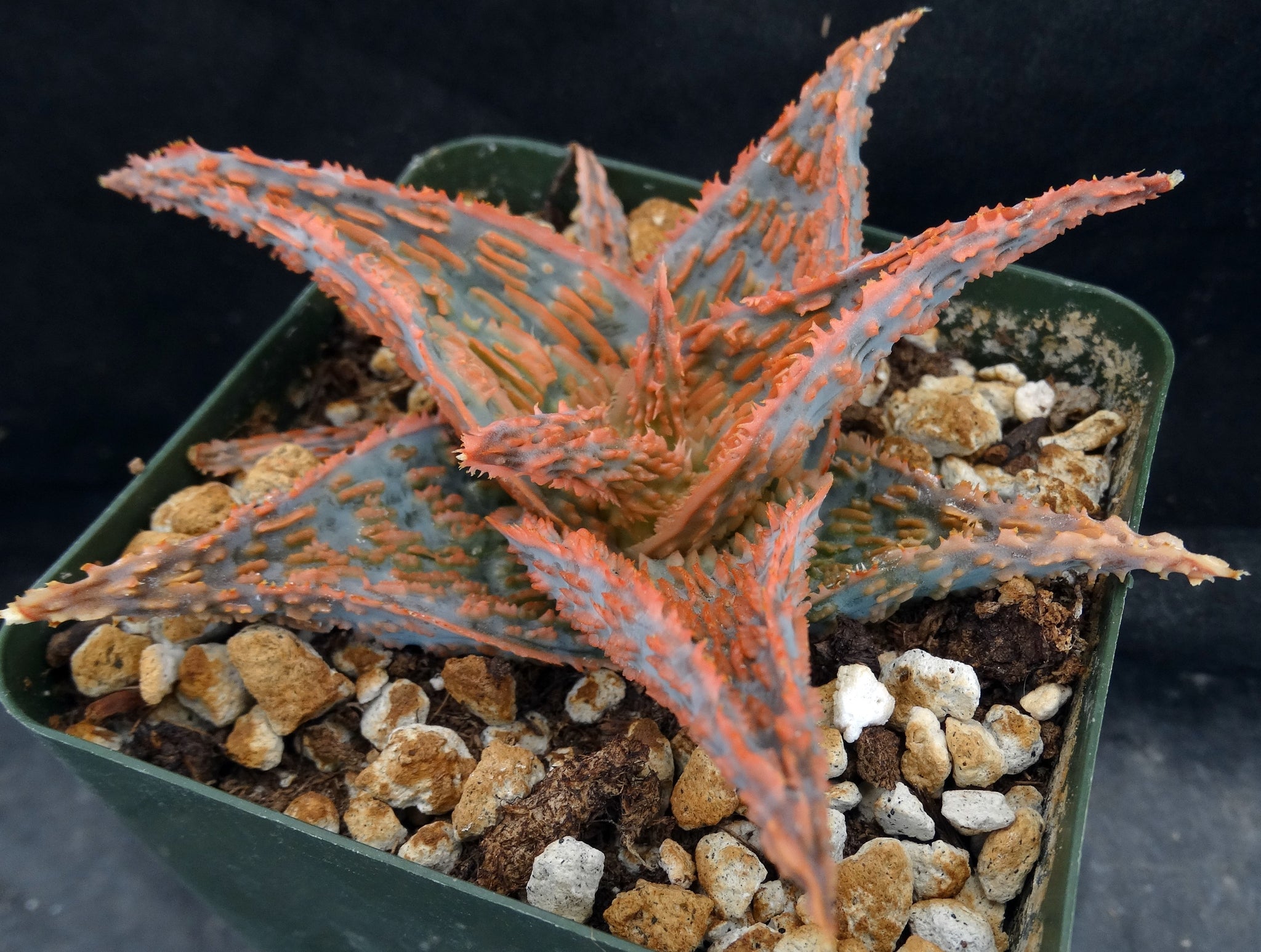 pink aloe vera plant Aloe x 'Bee's Pink' – Kyle's Plants