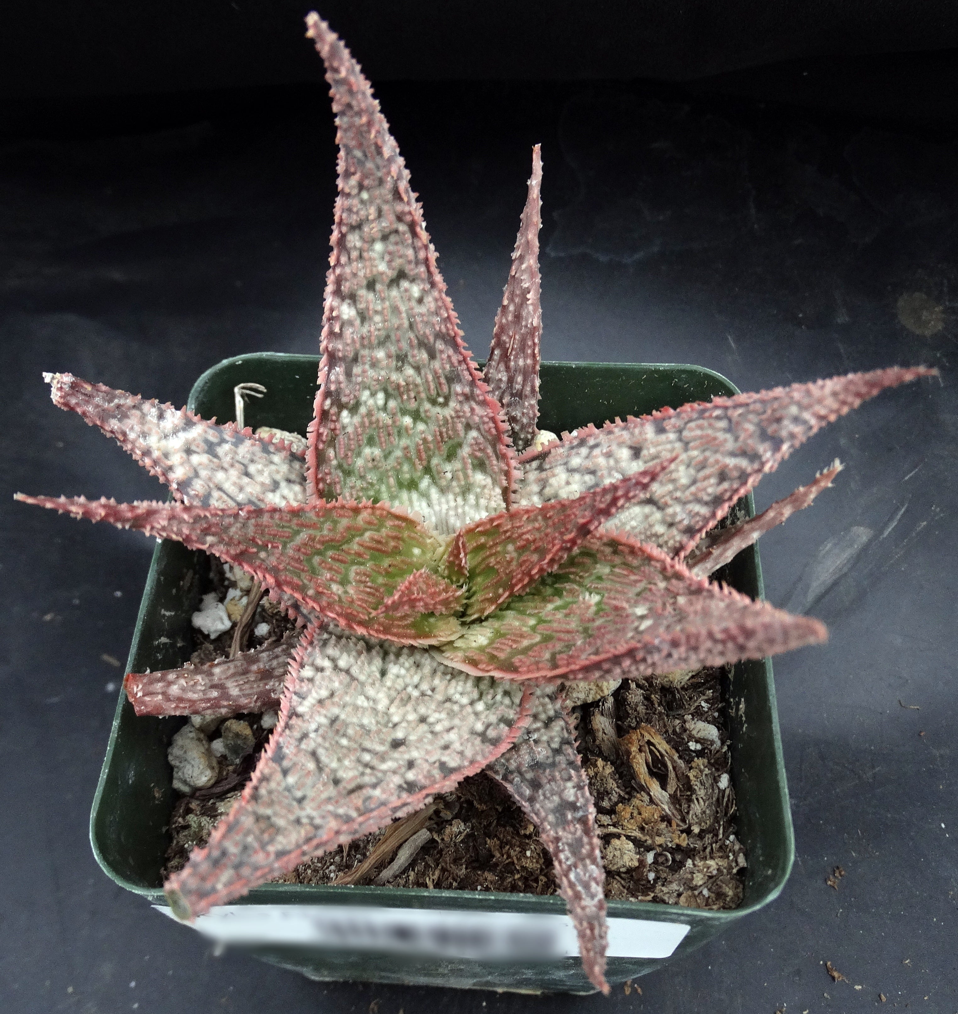 Aloe x 'Pink Prickles' – Kyle's Plants