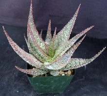 Load image into Gallery viewer, Aloe x &#39;Pink Prickles&#39;
