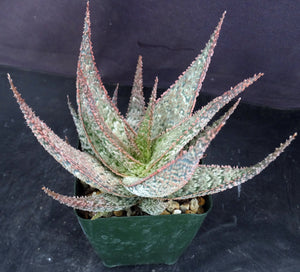 Aloe x 'Pink Prickles'