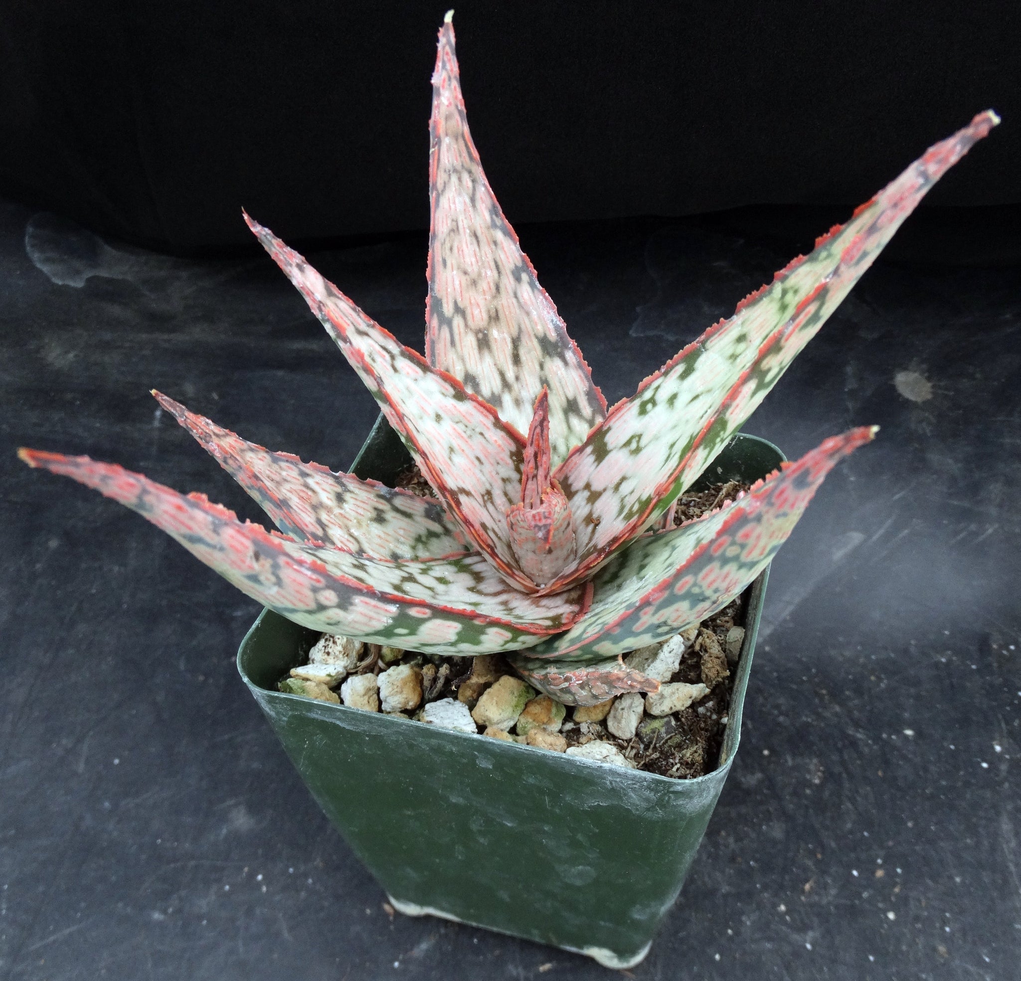 Aloe Raspberry Delight Aloe x 'Raspberry Cream' – Kyle's Plants