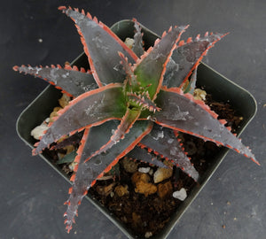 Aloe x 'Red Stripes' Red Variegated! *See Description*