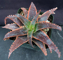 Load image into Gallery viewer, Aloe x &#39;Red Stripes&#39; Red Variegated! *See Description*
