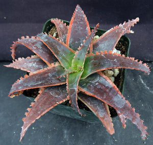 Aloe x 'Red Stripes' Red Variegated! *See Description*