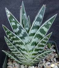 Load image into Gallery viewer, Aloe variegata
