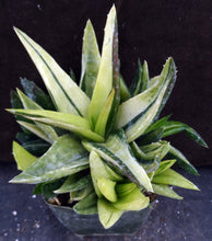 Load image into Gallery viewer, Aloe x &#39;Walmsley&#39;s Bronze Variegated&#39; Big clump!
