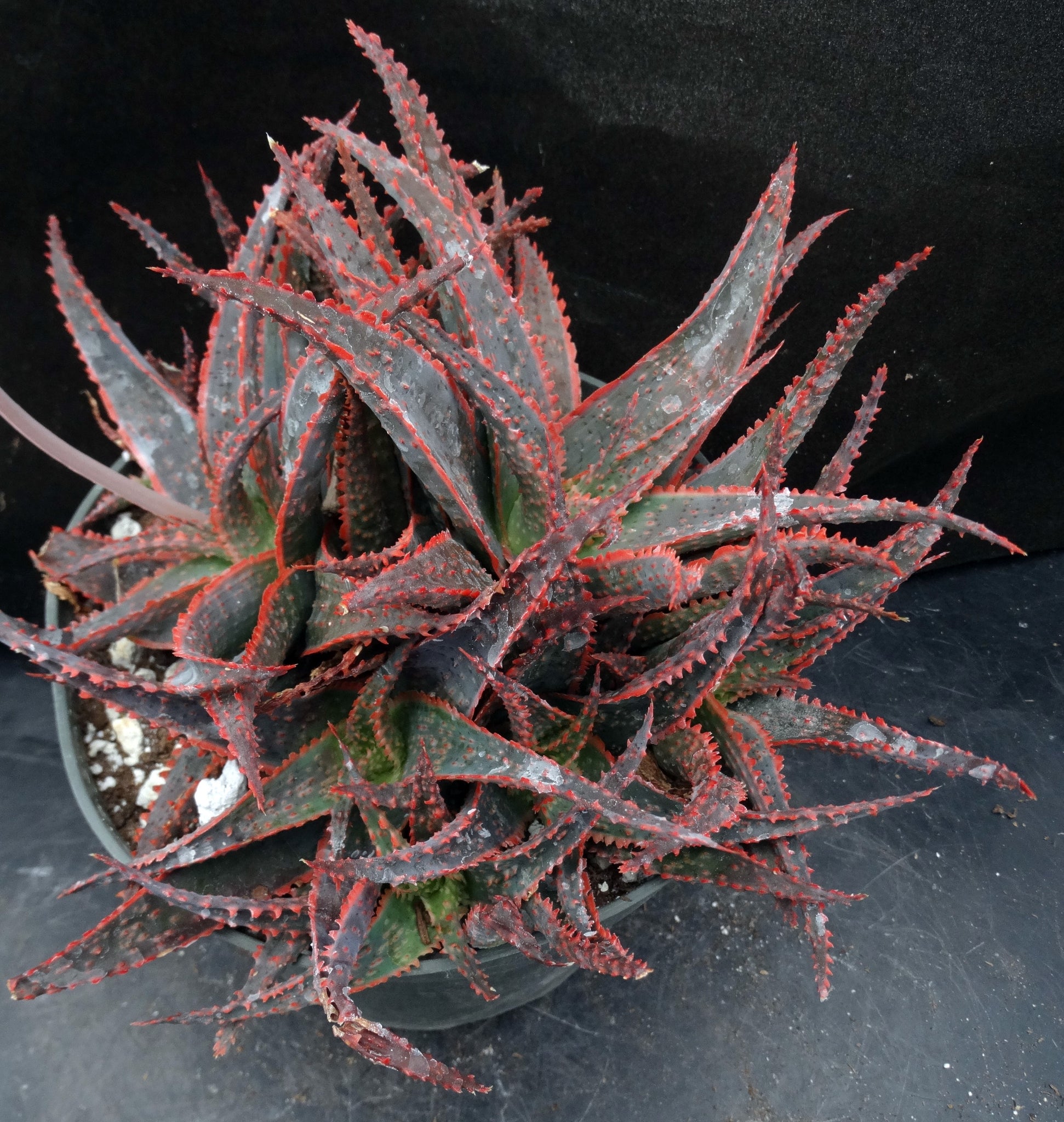 christmas carol succulent Aloe x 'Christmas Carol' Big Plants! – Kyle's Plants