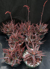 Load image into Gallery viewer, Aloe x &#39;Christmas Carol&#39; Big Plants!
