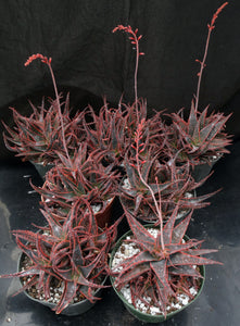Aloe x 'Christmas Carol' Big Plants!