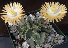 Load image into Gallery viewer, Aloinopsis malherbei

