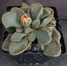 Load image into Gallery viewer, Aloinopsis rosulata
